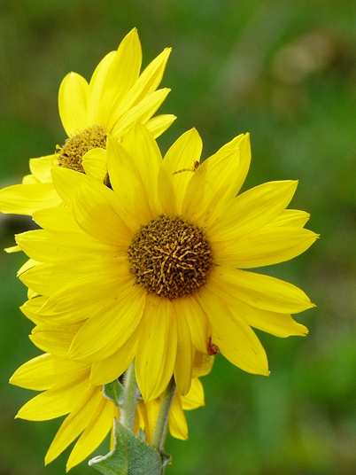 {Helianthus mollis}